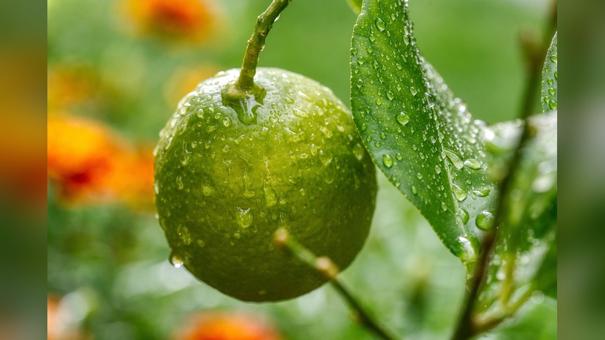 lemon, nature, tree, fruit, drops, water, dew, green, citrus fruits, leaves, nikon, d750, aperture 9, iso 900, 105mm, 125th of a second